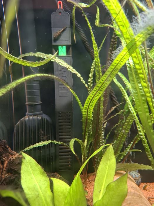 Аквариум СПЕШНО !!!