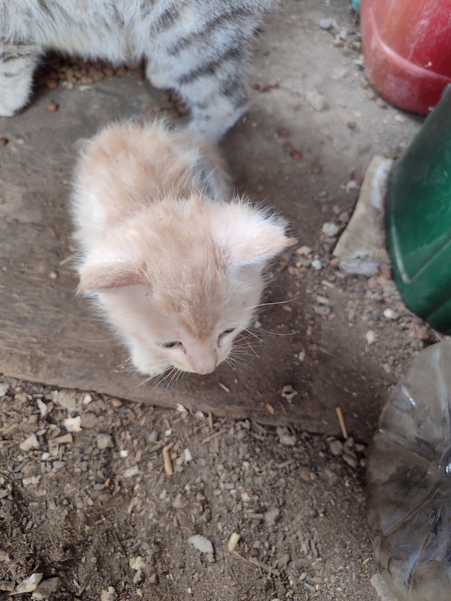 Отдам котят хороших