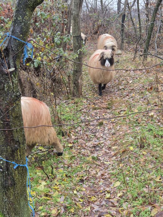 Vand oi breze detalii la telefon
