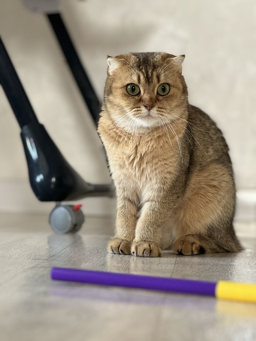 Продам кошку. Шиншилла золотисто черная.