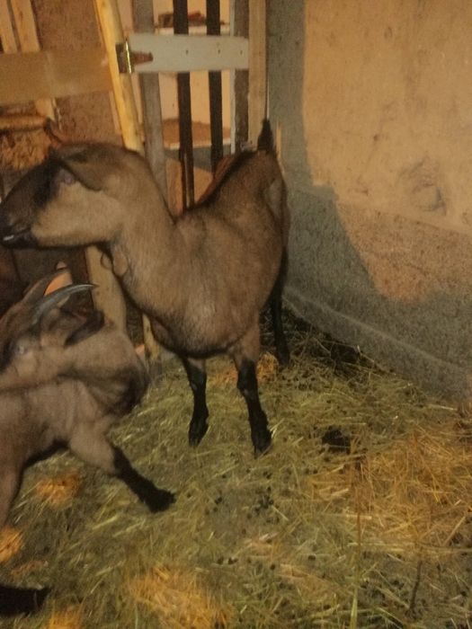 Vând capre alpine franceze