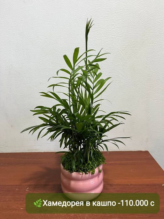 Сизигиум, Подакарпус Хамедорея и др  комнатные растения