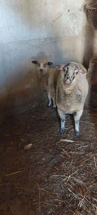 Vand doua miele de anul acesta