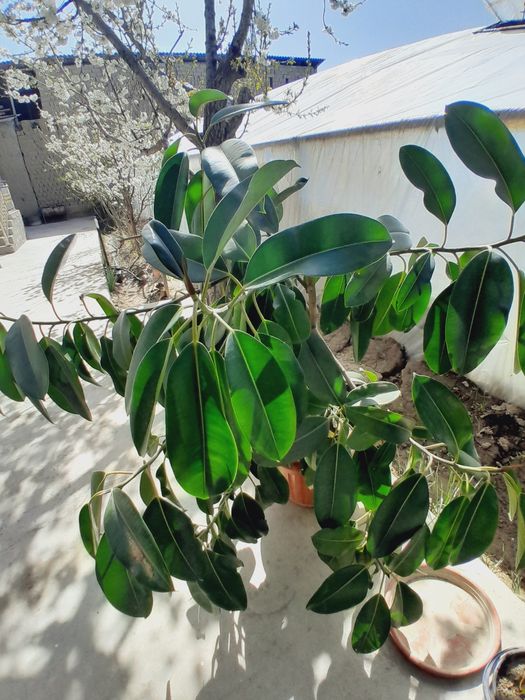 Fikus gul chiroyli va katta