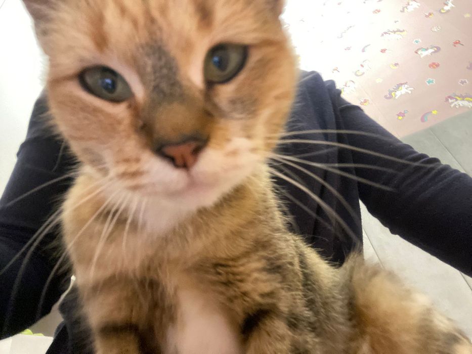 Отдам бесплатно котенка.