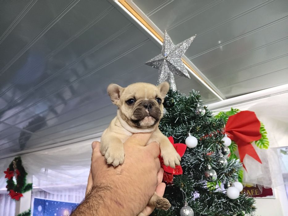Френски булдог french bulldog