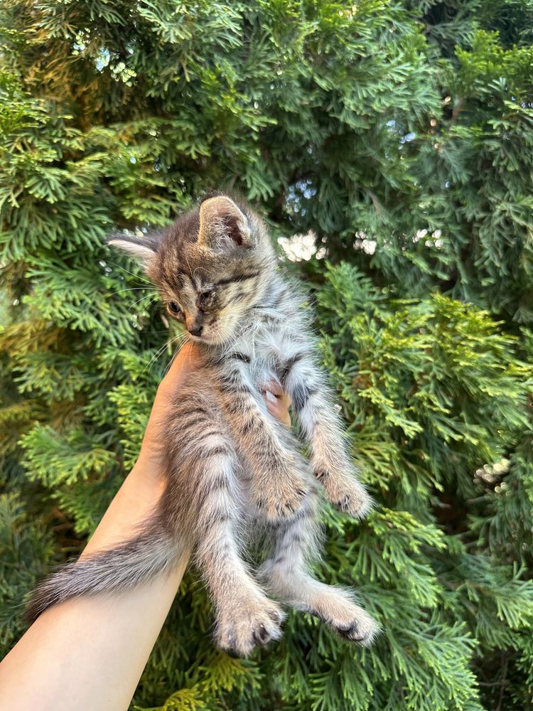 Котята 9 шт, 7 мальчика 2 девочек