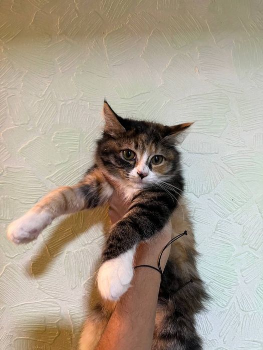 КОТЯТА! Отдам милых котят в добрые руки!