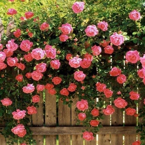 Vând puieți de tei arginti la balot și trandafiri cataratori