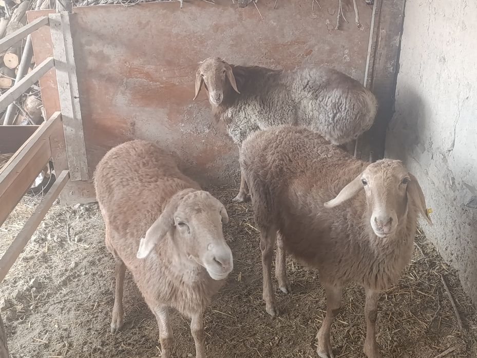 Арашан куйлар сотилади