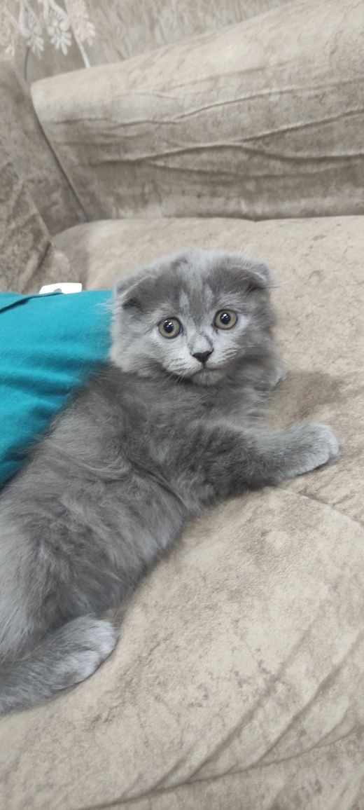 Продаётся котёнок