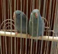 Papagali Forpus albastru