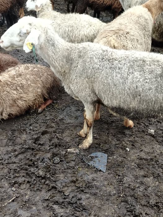 Меняю овцу на гусей