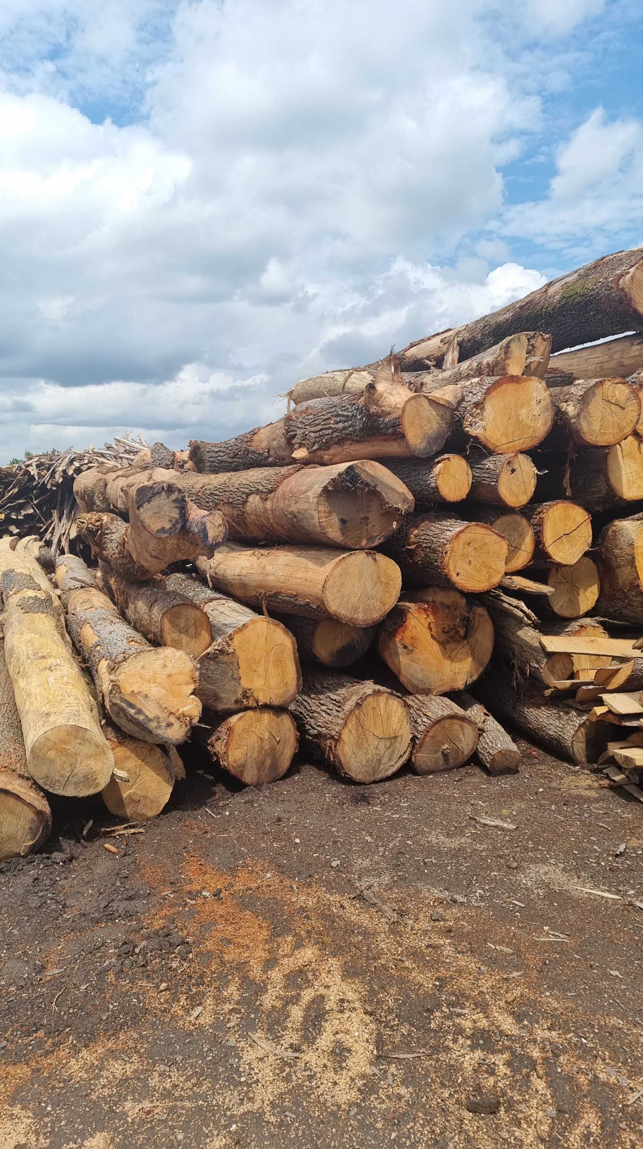 Vand lemne de foc Fag, Stejar, argat, carpen asigur transport