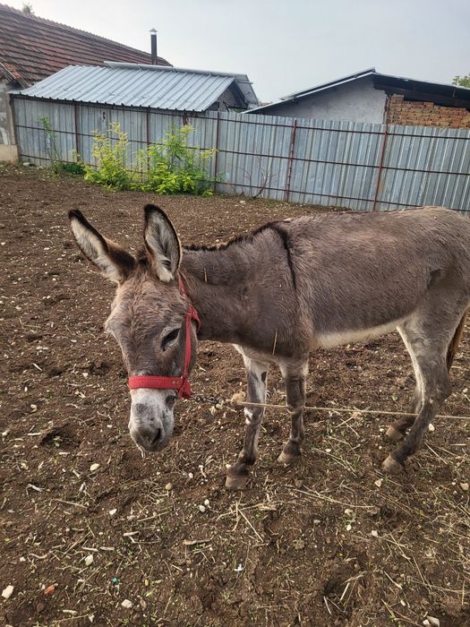 Продава се магаре