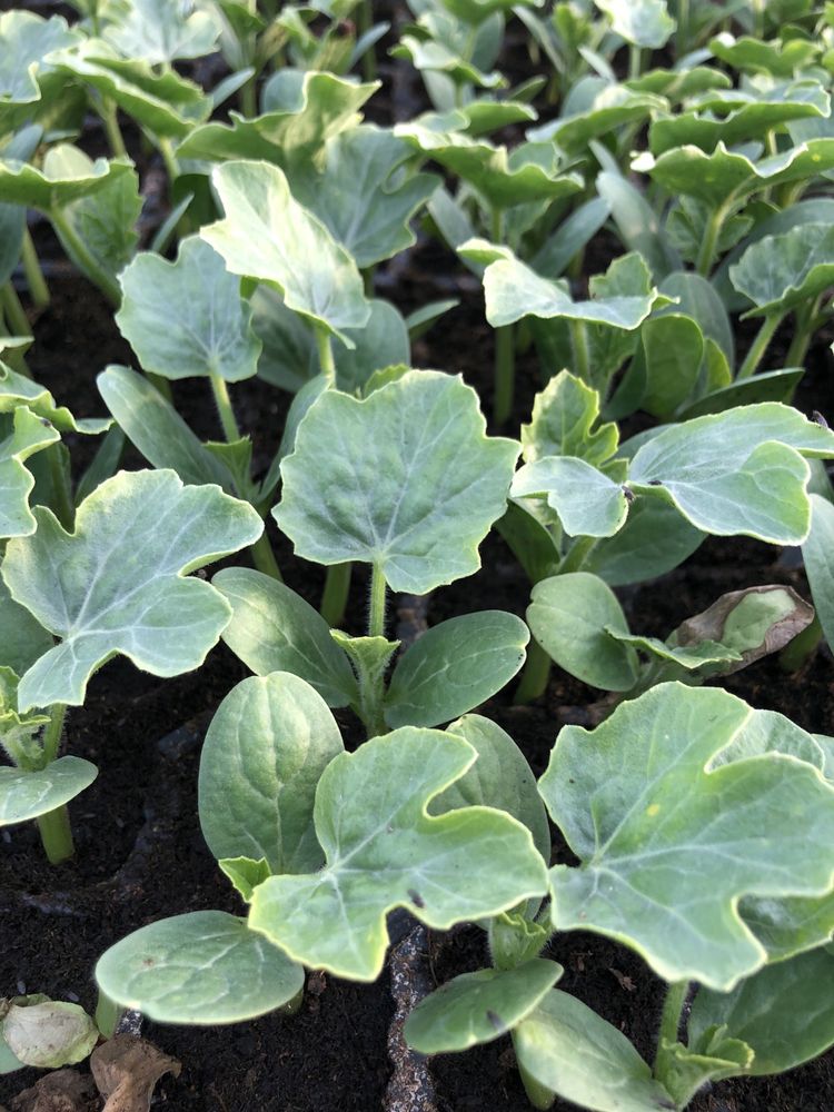 Răsaduri lubenite, pepeni, castraveți, legume, plante aromatice.