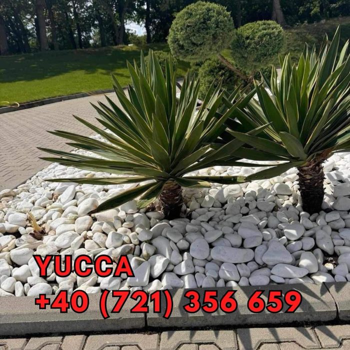 Plante pentru gradina terase si multe alte