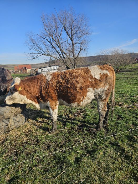 Juninca bălțată romanească