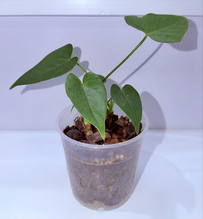 Антуриум, комнатные растения, комнатные цветы