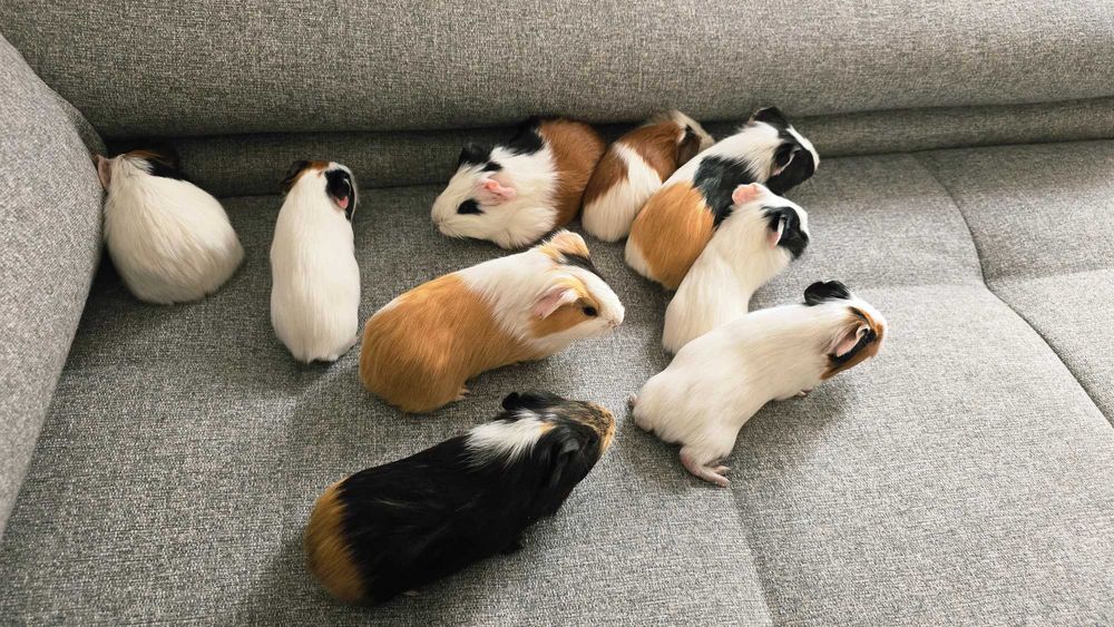 Pui de porcusori de Guineea!