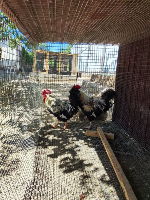 Продам  кур загорская лососьовый