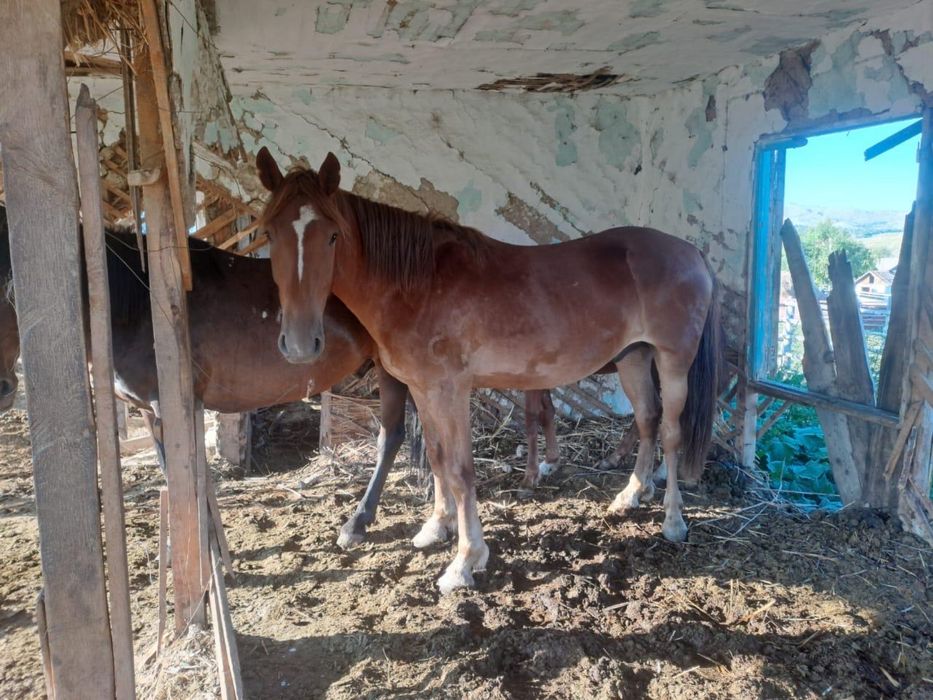 Ат сатамын 4 жасар