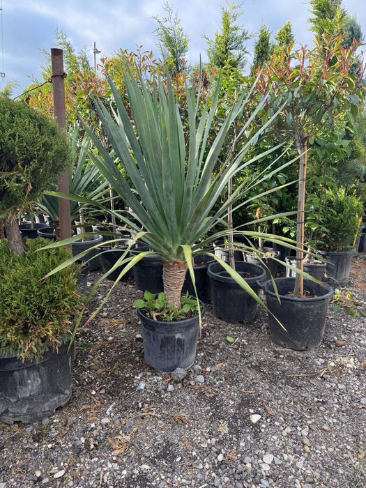 Palmier exotic aclimatizat