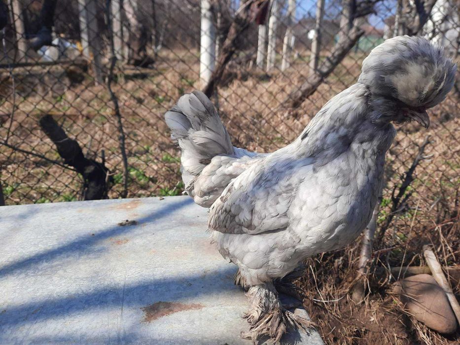 Оплодени яйца от Струмски бантам