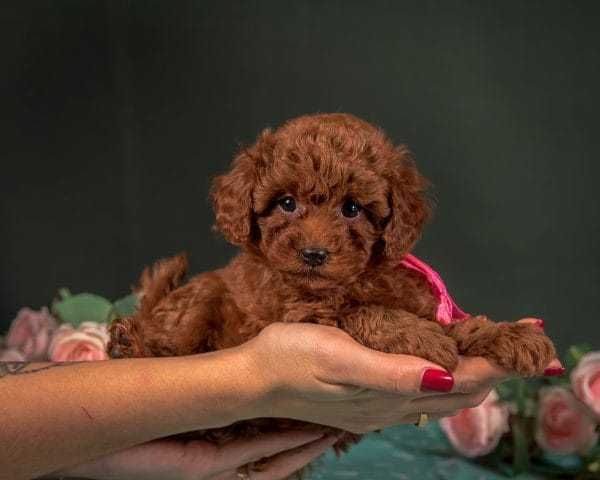 Pudel red de vanzare talie mini,aspect inconfundabil/transport