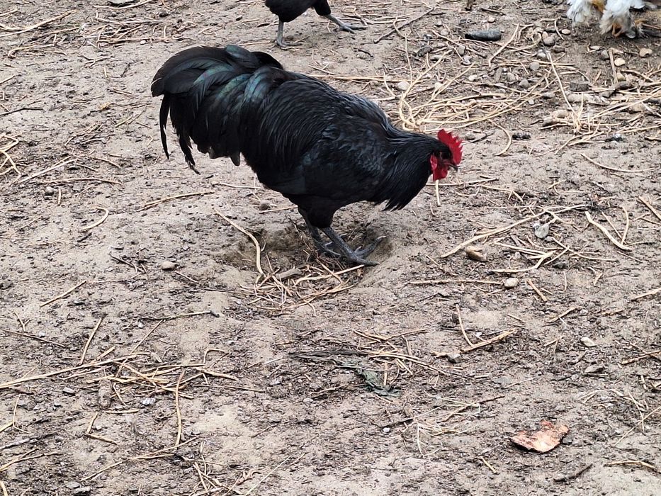 Cocosi Australop Negru