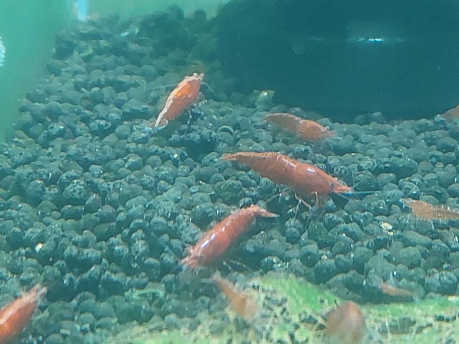 De vanzare Creveti Red Cherry