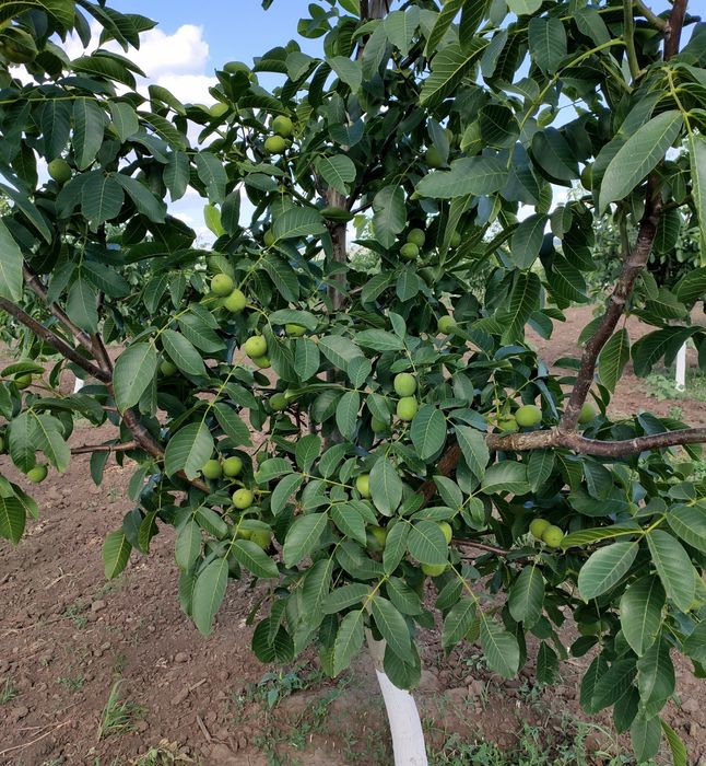 Pomi fructiferi  deosebiți  Nuc cu miezul Roșu soiul Rubin