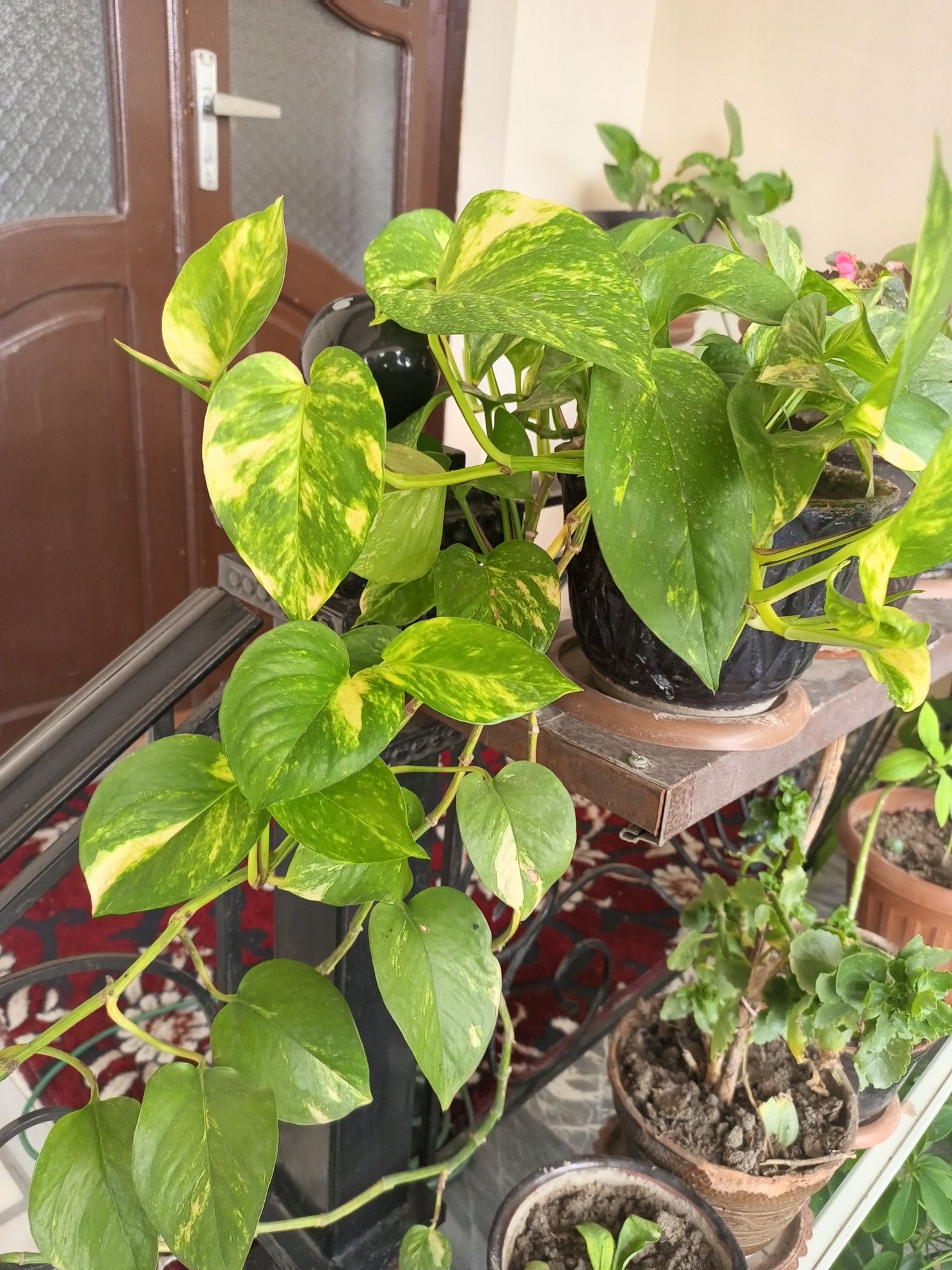 Money Plant, Golden Pothos, Scindapsus, Epipremnum Aureum,Pul guli.