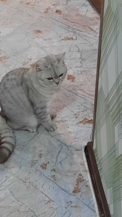 кошка шиншилла домашняя