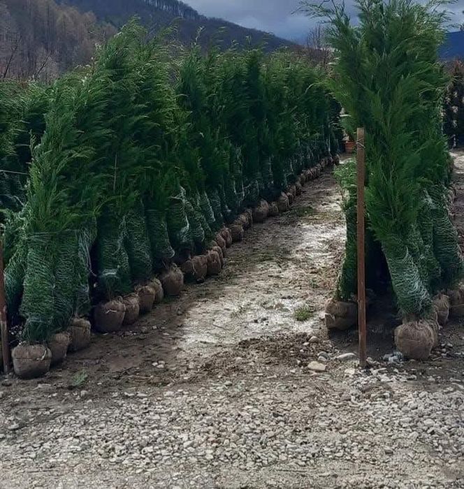 Leylandii 2.5m- 3m gard viu/ calitate premium/ gazon rulou sport