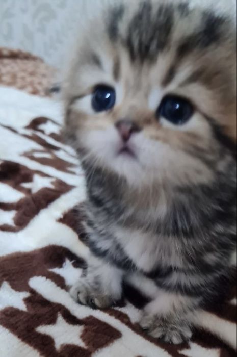 Скотиш Фолд золотой мрамор