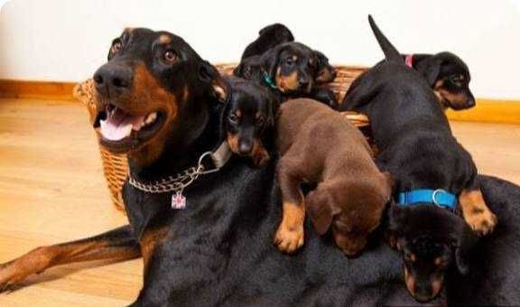 Щенки добермана щенята