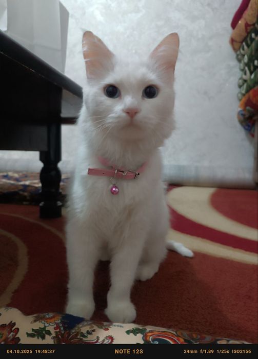 Продаётся кошка Турецкая ангора