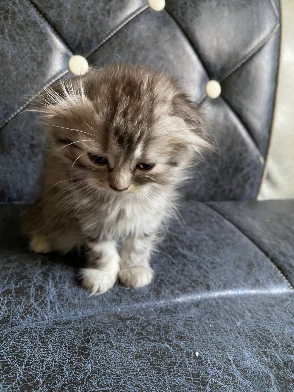 Шотландский вислоухий