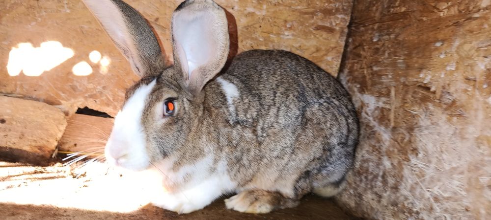 Iepuri Hycole adulti