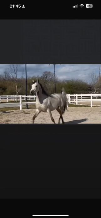 Manz pur sange arab cu pedigree!