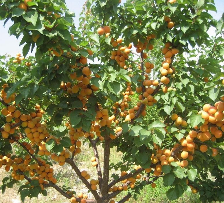 Pomi Fructiferi Străvechi Glia Strămoșească (Soiuri De Cais )