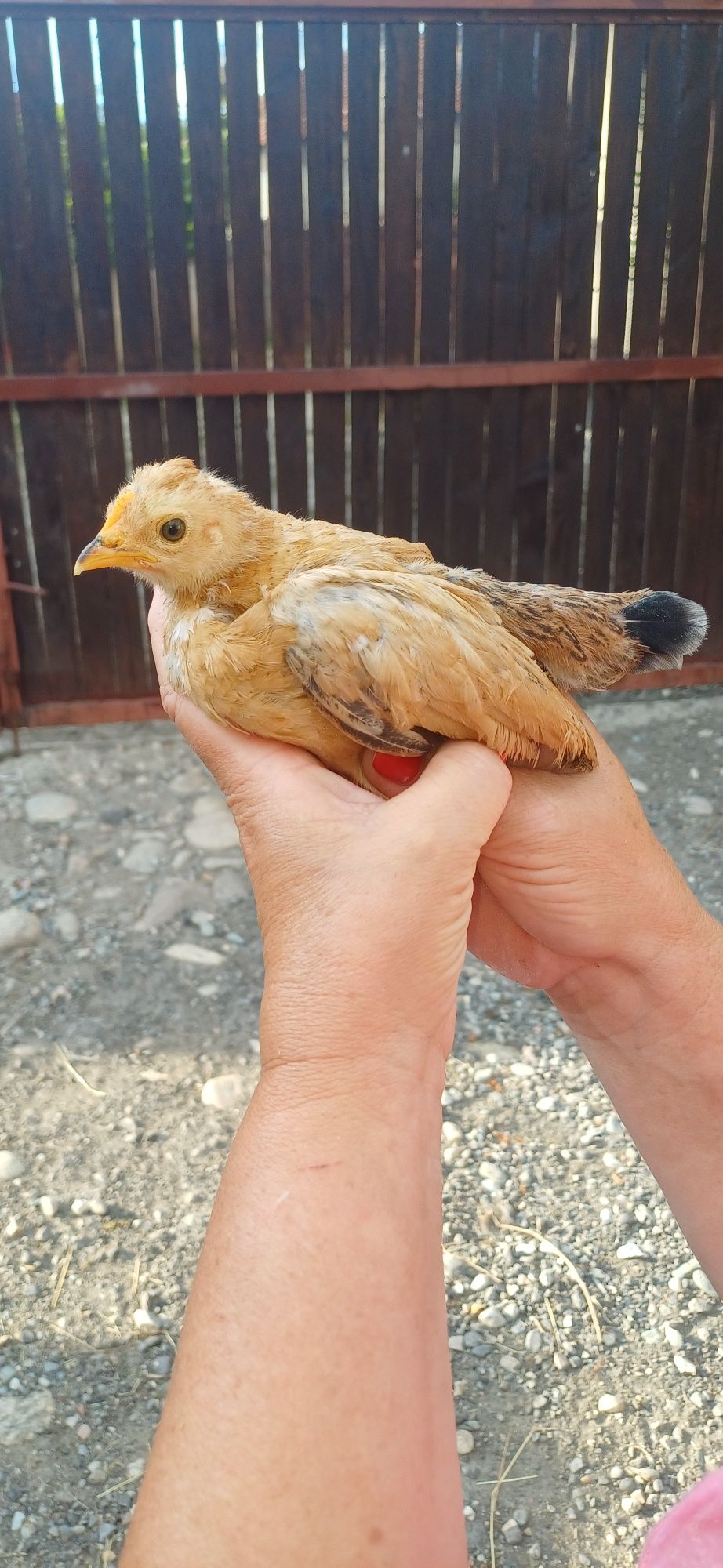 Puisori gaini americane
