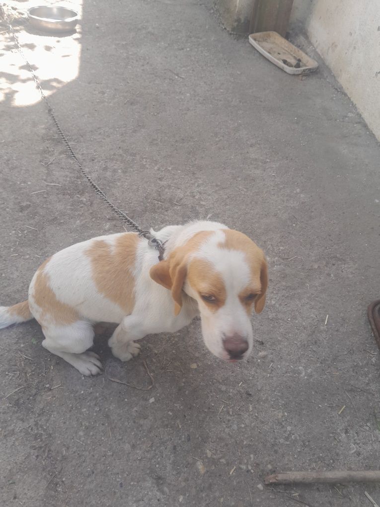 Femelă beagle adopție