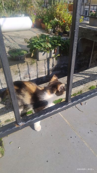 Котета си търсят дом!
