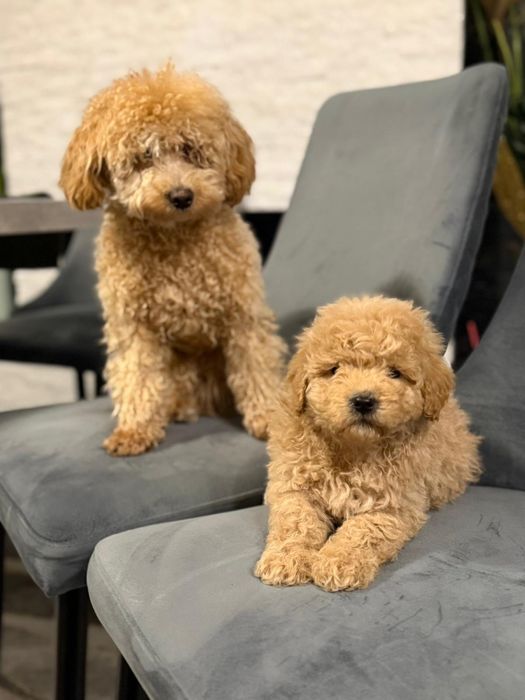 Catelus maltipoo mini toy