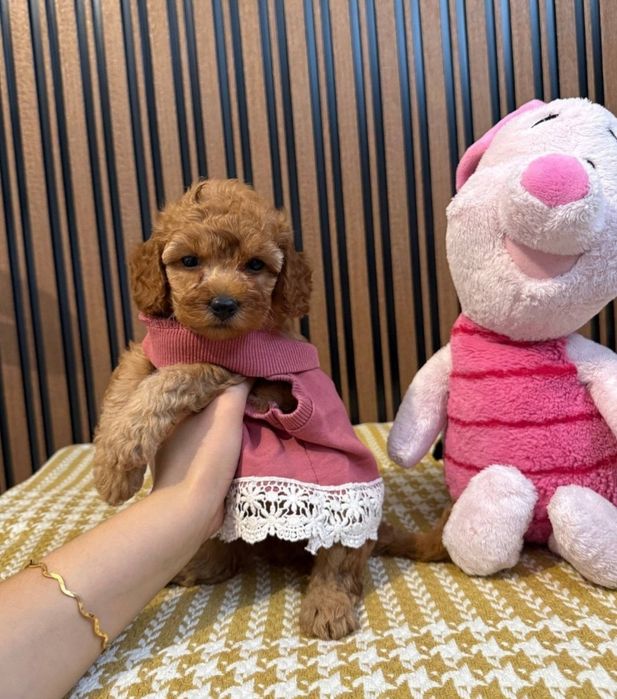 Готовятся,к продажи щенки мальтипу