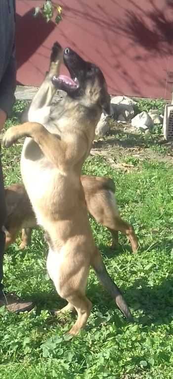 1 Baietel Pui de paza Ciobanesc Belgian Malinois