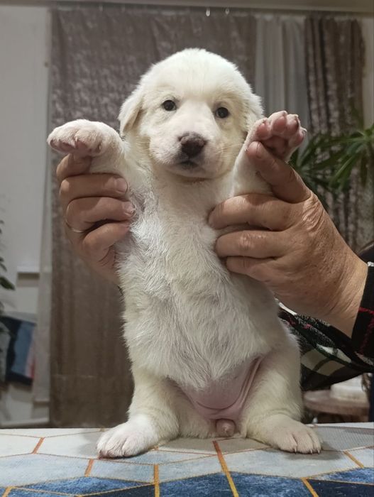 Продаются щенки азиатского Алабая