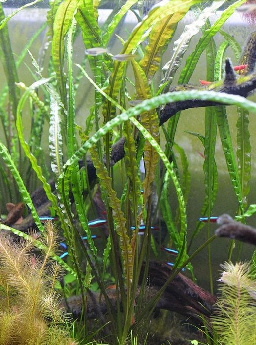 Аквариумные растения "Криптокарина балансе"